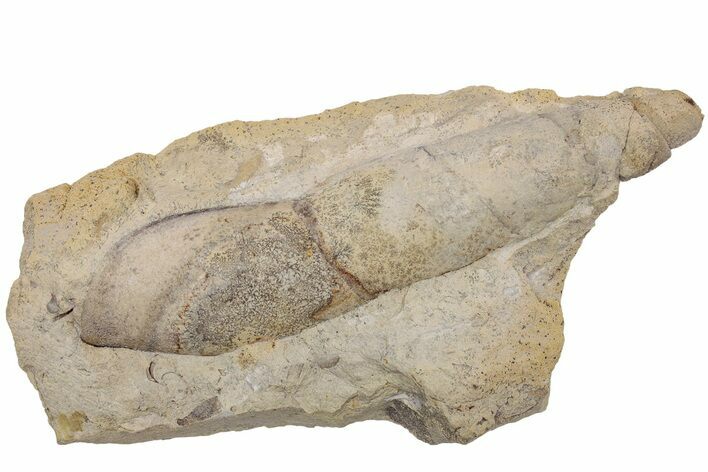 Ordovician Sea Snail (Subulites) Fossil - Wisconsin #216443